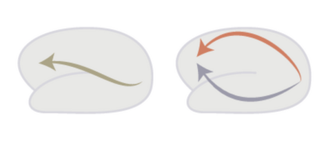 Two pale brain outlines: the left with a single curved arrow across it, the right with an orange and a grey arrow curving in from opposite directions.