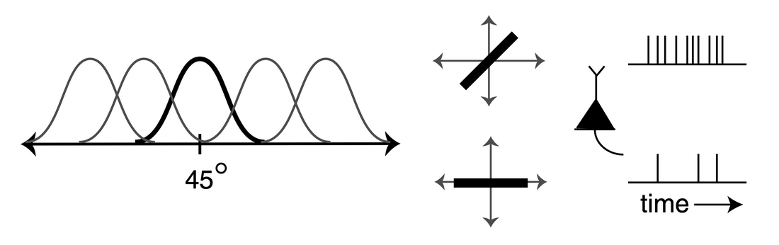 Five overlapping bell-shaped tuning curves over an orientation axis with the curve centered at 45 degrees drawn bold, two oriented bars, and a neuron whose spike train is dense for one orientation and sparse for the other.