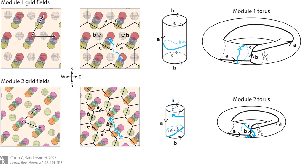 Grid cell firing fields of two modules with their hexagonal tilings, each tiling identified first with a cylinder and then with a torus, and a trajectory drawn in blue across the fields, the cylinder and the torus.