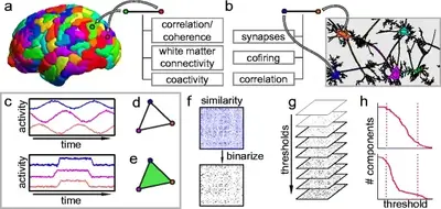 Eight small panels showing how a brain network is built and analysed: brain regions and measures of connectivity, activity traces, an edge-only triangle beside a filled triangle, a similarity matrix binarised at a sequence of thresholds, and a plot of component count against threshold.
